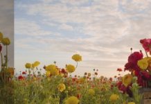 Bessere Bilder für UHD Bessere Bilder für UHD