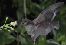 Terra X – Schneller als das Auge Terra X – Schneller als das Auge