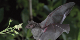Terra X – Schneller als das Auge Terra X – Schneller als das Auge