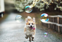 Adobe integriert Firefly-KI in Photoshop Adobe KI Firefly