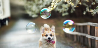 Adobe integriert Firefly-KI in Photoshop Adobe KI Firefly